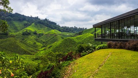 When you’re sick of the city: Cameron Highlands beckons